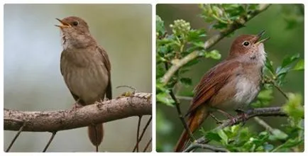 Ce fel de pasăre este aceasta Nightingale fotografii și caracteristici