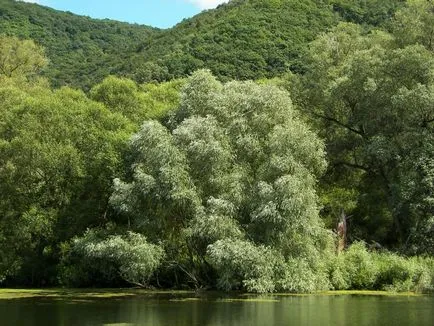 Ce este descriere salcie și valoare