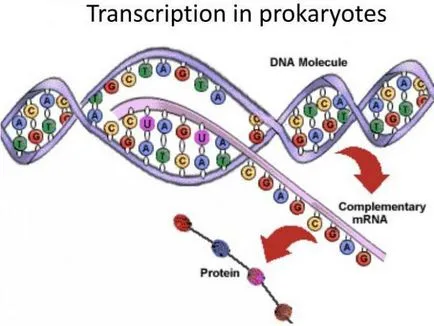 Ce este transcrierea unei etape în biologia sintezei de proteine (biologie) Ce este transcrierea unei etape în biologia sintezei proteinelor