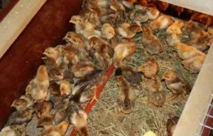 Cutochnye puii de carne de îngrijire și hrănire la domiciliu (hrănire) Cutochnye de îngrijire a puilor de carne și de hrănire la domiciliu