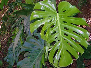 Monstera de flori - transplant de îngrijire la domiciliu și Monstera de reproducere; de ce Monstera (dăunătorilor) Monstera de flori - transplant de îngrijire la domiciliu și Monstera de reproducere; de ce Monstera