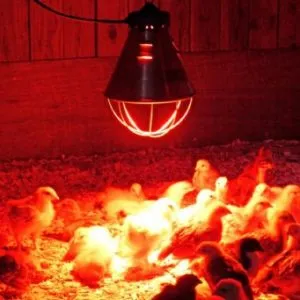 Cutochnye puii de carne de îngrijire și hrănire la domiciliu (hrănire) Cutochnye de îngrijire a puilor de carne și de hrănire la domiciliu