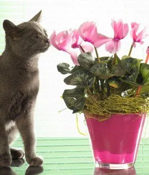 Cyclamen cultivare și îngrijire la domiciliu