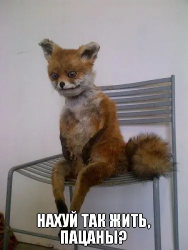 Sperietoarea Fox ședinței - o memă populară Runet