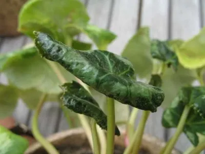 Cyclamen cultivare și îngrijire la domiciliu
