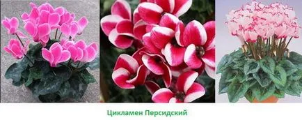 Cyclamen cum să aibă grijă la domiciliu