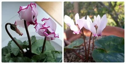 Cyclamen Îngrijire și transplantare
