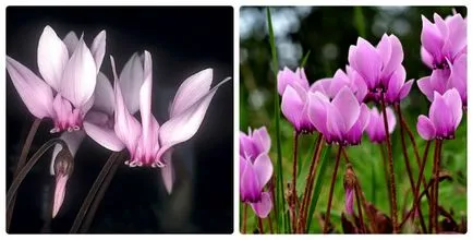 Cyclamen Îngrijire și transplantare