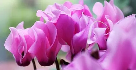 Cyclamen Îngrijire și transplantare