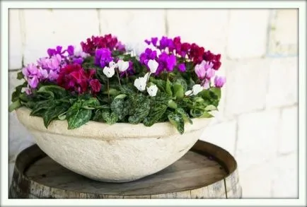 Cyclamen (Cyclamen)
