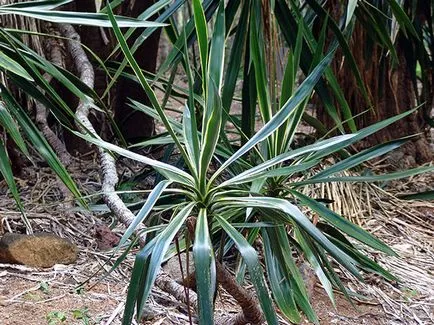 Flower Yucca - ingrijire in transplant de origine și de reproducție yucca; de ce Yucca galben