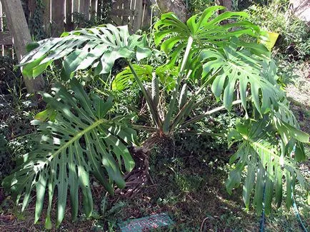 Monstera de flori - transplant de îngrijire la domiciliu și Monstera de reproducere; de ce Monstera (superstiție) Monstera de flori - transplant de îngrijire la domiciliu și Monstera de reproducere; de ce Monstera