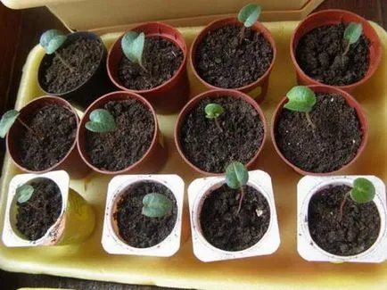 Cyclamen cum să aibă grijă la domiciliu