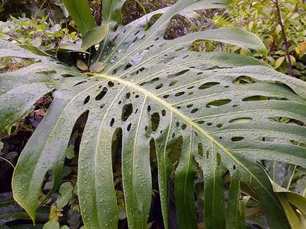 Monstera de flori - transplant de îngrijire la domiciliu și Monstera de reproducere; de ce Monstera (Monstera) Monstera de flori - transplant de îngrijire la domiciliu și Monstera de reproducere; de ce Monstera
