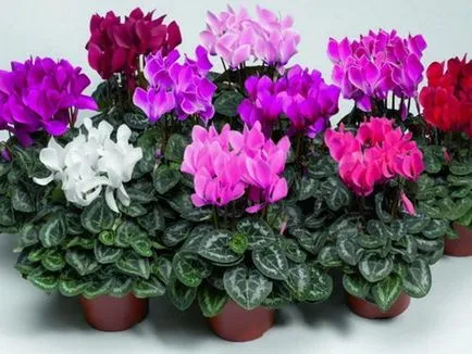 Cyclamen cum să aibă grijă la domiciliu