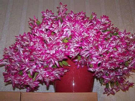Flower decembristă fotografie, reproducere și de îngrijire la domiciliu, problema tot mai mare