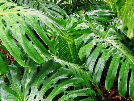 Monstera de flori - transplant de îngrijire la domiciliu și Monstera de reproducere; de ce Monstera (suport) Monstera de flori - transplant de îngrijire la domiciliu și Monstera de reproducere; de ce Monstera