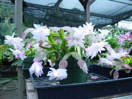 Flower decembristă fotografie, reproducere și de îngrijire la domiciliu, problema tot mai mare