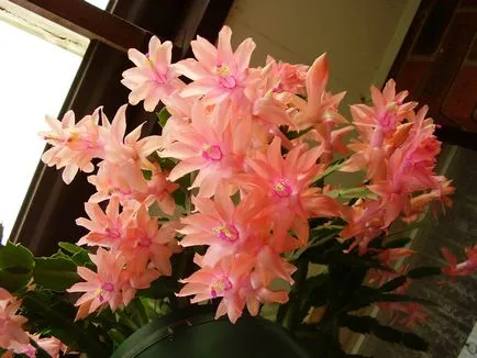 Flower decembristă fotografie, reproducere și de îngrijire la domiciliu, problema tot mai mare
