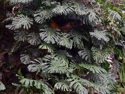 Monstera de flori - transplant de îngrijire la domiciliu și Monstera de reproducere; de ce Monstera (condiții) Monstera de flori - transplant de îngrijire la domiciliu și Monstera de reproducere; de ce Monstera