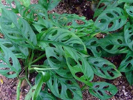 Monstera de flori - transplant de îngrijire la domiciliu și Monstera de reproducere; de ce Monstera (de îngrijire) Monstera de flori - transplant de îngrijire la domiciliu și Monstera de reproducere; de ce Monstera