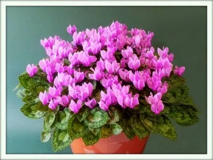 Cyclamen (Cyclamen)