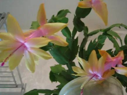 Flower decembristă fotografie, reproducere și de îngrijire la domiciliu, problema tot mai mare