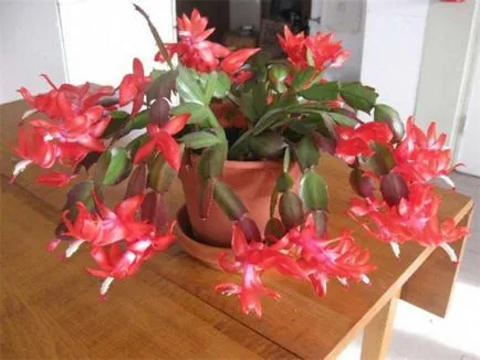 Flower decembristă fotografie, reproducere și de îngrijire la domiciliu, problema tot mai mare