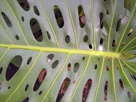 Monstera de flori - transplant de îngrijire la domiciliu și Monstera de reproducere; de ce Monstera (blackens) Monstera de flori - transplant de îngrijire la domiciliu și Monstera de reproducere; de ce Monstera