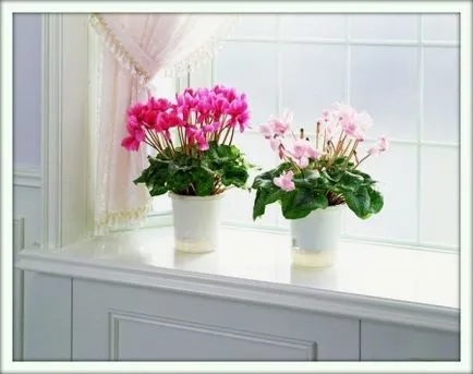 Cyclamen (Cyclamen)
