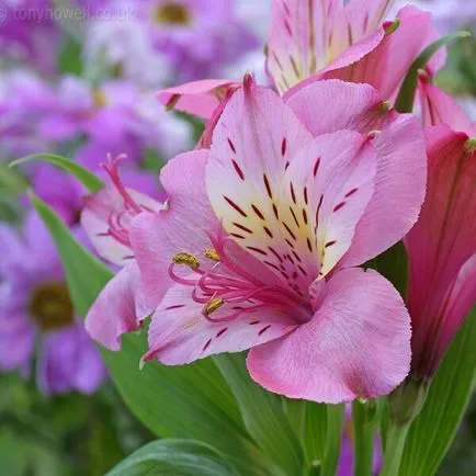 Alstroemeria flori acasă fotografie, cultivarea de semințe într-o oală și îngrijire