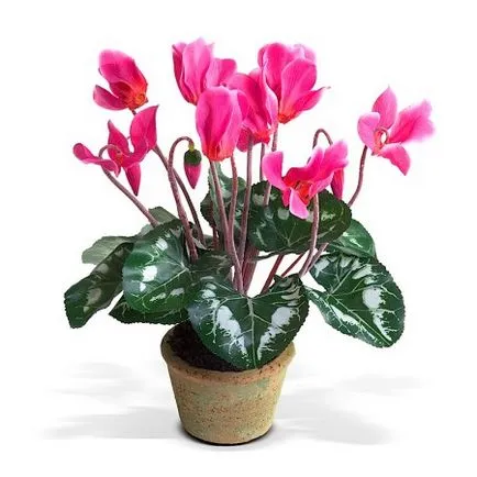 Cyclamen cultivare și îngrijire la domiciliu