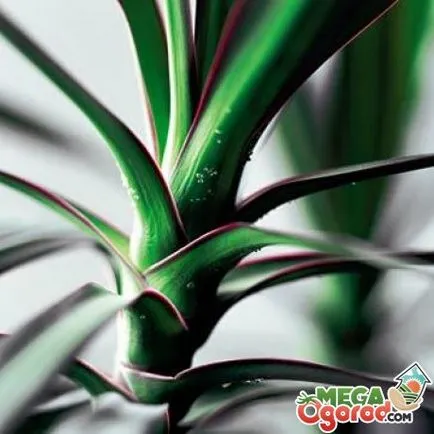 Flower Dracaena cum să aibă grijă de frumusețea de la tropice