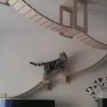 Efectuarea complex joc pentru pisici cu desene mâini și instrucțiuni pas cu pas
