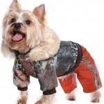 Făcând modelul pentru jucărie-Terrier-ul cu propriile sale mâini - pisica curat - mobilier si imbracaminte pentru animale - pur