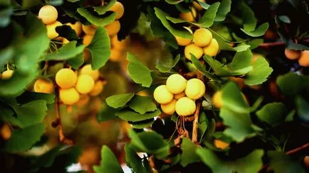 Ginkgo biloba copac - în creștere, de reproducere, de plantare și îngrijire (reproducere) Ginkgo biloba copac - în creștere, de reproducere, de plantare și îngrijire
