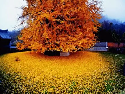 Ginkgo biloba copac - în creștere, de reproducere, de plantare și îngrijire (ginkgo) Ginkgo biloba copac - în creștere, de reproducere, de plantare și îngrijire
