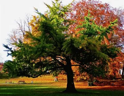 Ginkgo biloba copac - în creștere, de reproducere, de plantare și îngrijire (lemn) Ginkgo biloba copac - în creștere, de reproducere, de plantare și îngrijire