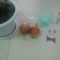 Copiii Aplice „pui“