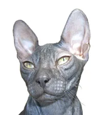 Don Sphynx
