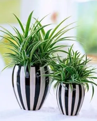 Dracaena, reproducerea și butași de tulpină apical (tulpină) Dracaena, reproducere apical și stem butași