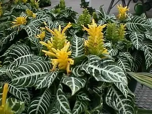 Acasă Aphelandra - fotografie, specii, de îngrijire, condiție, reproducerea