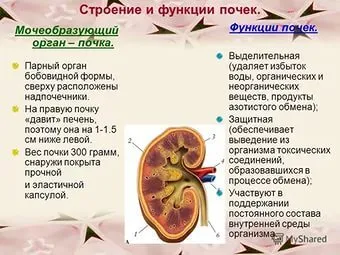 Care sunt rinichi