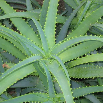 Houseplant aloe fotografie, vederi, proprietăți utile, de îngrijire și creștere de aloe houseplant