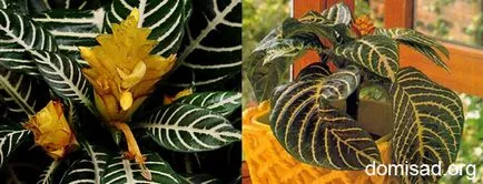 Acasă Aphelandra - fotografie, specii, de îngrijire, condiție, reproducerea