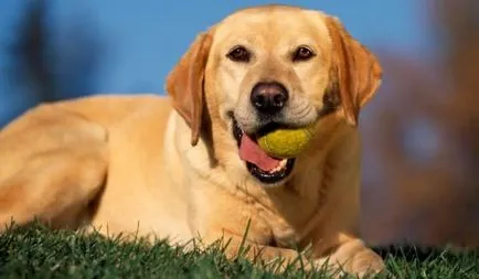 Demnitate și descrierea Labrador rasa (Labrador) Demnitate și descrierea rasei labrador