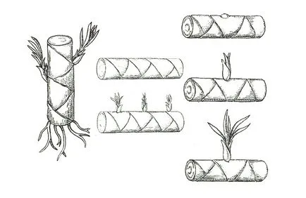 Dracaena, reproducerea și butași de tulpină apical (Dracaena) Dracaena, reproducere apical și stem butași