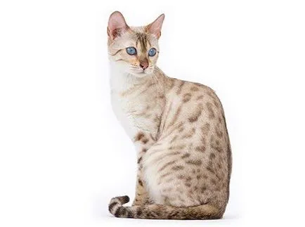 Pentru pisici sterilizate Royal Canin caracteristici cheie și recenzii (Kanin) Pentru pisici castrati Royal Canin caracteristici cheie și comentarii
