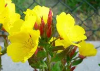 Seara soiuri de primula foto, de plantare și îngrijire, cultivarea și creșterea