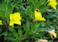 Seara soiuri de primula foto, de plantare și îngrijire, cultivarea și creșterea